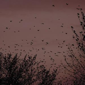 在线观看免费视频一区
